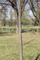 Tree trunk in the woods