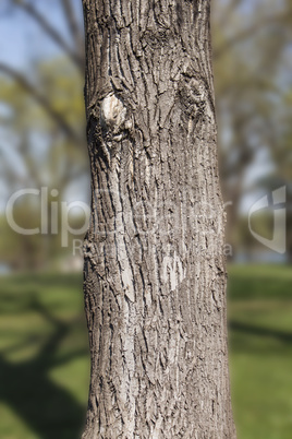 Tree trunk in the woods