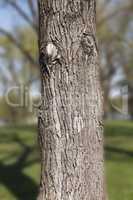 Tree trunk in the woods