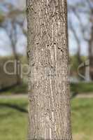 Tree trunk in the woods