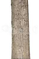 Tree Trunk Isolated On White Background