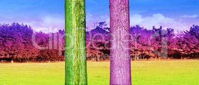 Colorfull Tree Trunks Close up in the Park. Abstract Psychedelic