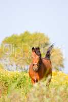 Brown horse in a meadow filled with daisies
