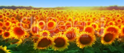 Sunflower Golden Field Blured Background