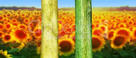 Colorfull Tree Trunks in theField. Abstract Psychedelic Colors