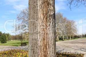 Tree trunk close up in the Park