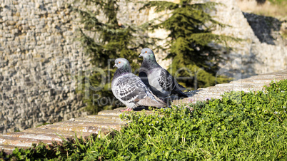 Pigeons on the wall