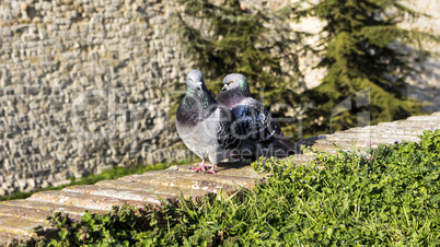 Pigeons on the wall