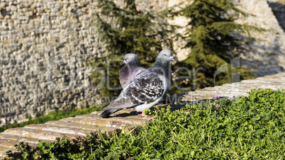 Pigeons on the wall