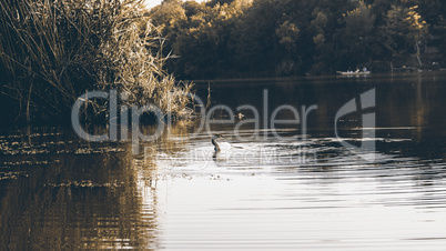 Dock bathing on the lake