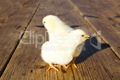 Cute baby chicks on a wooden surface
