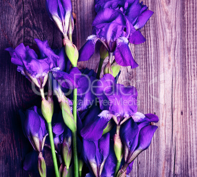 Bouquet of blue flowering irises