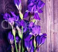 Bouquet of blue flowering irises