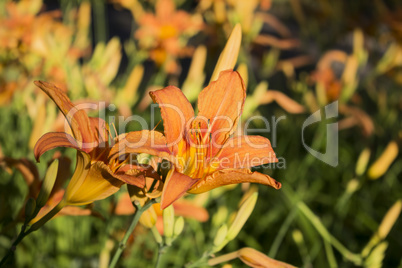 Beautiful Orange Flower In The Field