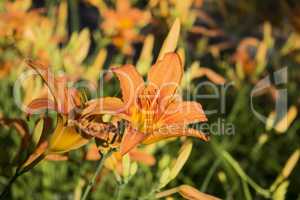 Beautiful Orange Flower In The Field