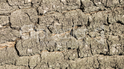 Wood bark texture Background