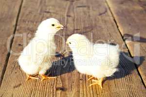Cute baby chicks on a wooden surface