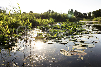 Swamp and floating leaves