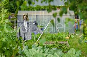 Scarecrow in the garden