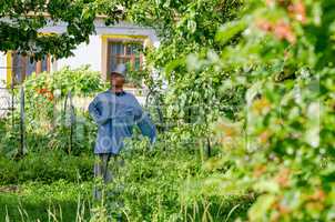 Scarecrow in the garden