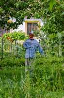 Scarecrow in the garden