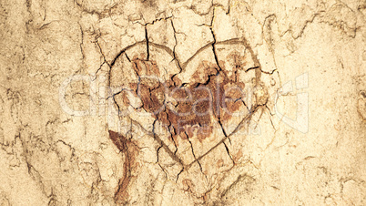 Heart carved in the tree bark