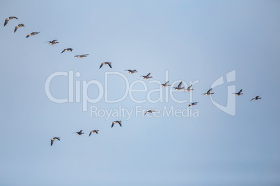 Flock of migrating bean geese flying in v-formation
