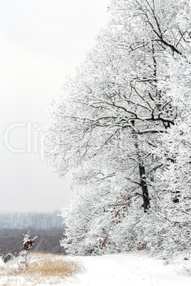 Winter landcsape from a oak forest