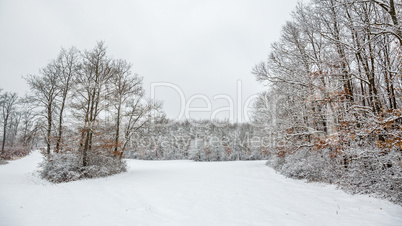 Winter landcsape from a oak forest