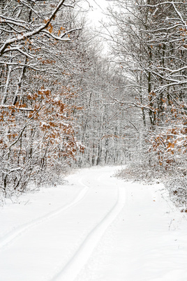 Winter landcsape from a oak forest