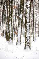Winter landcsape from a oak forest