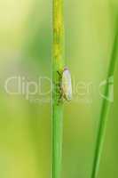 Close up of green bug on the grass