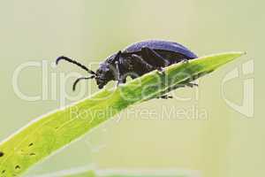 Close up of black bug on the grass
