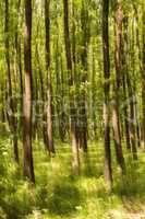 Blurred abstract of a forest in spring
