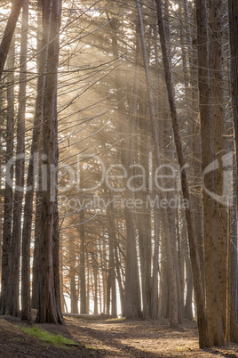 Sunrays In The Cypress Grove.