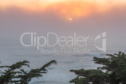 Pacific Ocean Foggy Sunset With Cypress Trees.