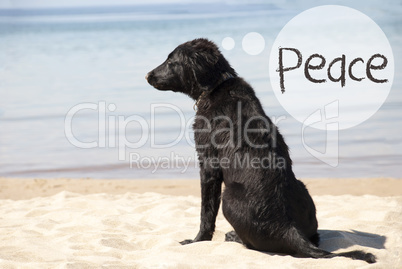 Dog At Sandy Beach, Text Peace