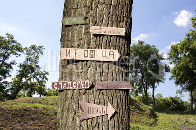 Tree in the woods with signs on it