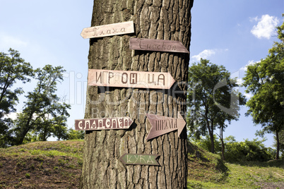 Tree in the woods with signs on it