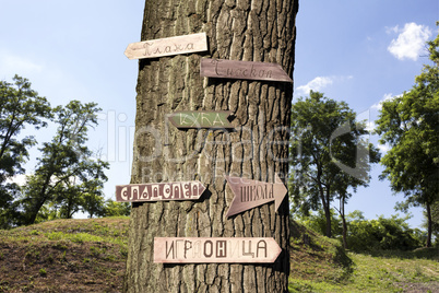 Tree in the woods with signs on it