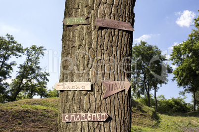 Tree in the woods with signs on it