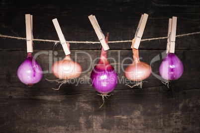 Onions hanging on a rope