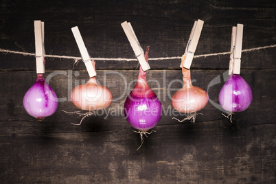 Onions hanging on a rope