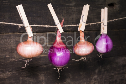 Onions hanging on a rope