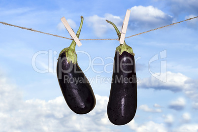 Eggplant Hanging On A Rope