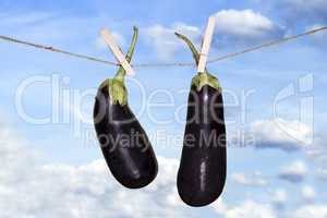 Eggplant Hanging On A Rope