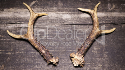 Deer Antlers On Wooden Background