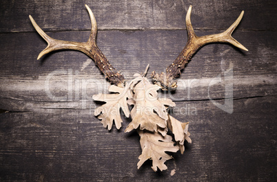 Deer Antlers On Wooden Background