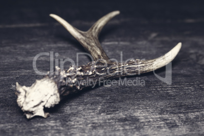 Deer Antlers On Wooden Background