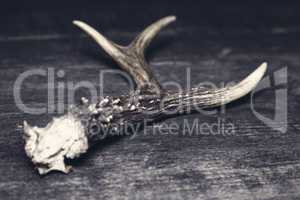 Deer Antlers On Wooden Background